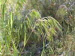 Bromus Tectorum (Püsküllü Çayır) Bromus Tectorum (Püsküllü Çayır)