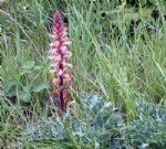 Canavar Otu Ve Mücadelesi Nasıl Yapılır?