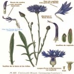 Centaurea Cyanus L. (Mavi Peygamber Çiçeği, Gökbaş) Otu Centaurea Cyanus L. (Mavi Peygamber Çiçeği, Gökbaş) Otu