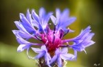 Centaurea Cyanus L. (Mavi Peygamber Çiçeği, Gökbaş) Otu Centaurea Cyanus L. (Mavi Peygamber Çiçeği, Gökbaş) Otu