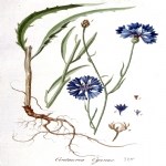 Centaurea Cyanus L. (Mavi Peygamber Çiçeği, Gökbaş) Otu Centaurea Cyanus L. (Mavi Peygamber Çiçeği, Gökbaş) Otu