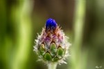 Centaurea Cyanus L. (Mavi Peygamber Çiçeği, Gökbaş) Otu Centaurea Cyanus L. (Mavi Peygamber Çiçeği, Gökbaş) Otu
