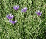 Centaurea Cyanus L. (Mavi Peygamber Çiçeği, Gökbaş) Otu Centaurea Cyanus L. (Mavi Peygamber Çiçeği, Gökbaş) Otu