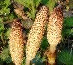 Centiyane (Yılanotu) Faydaları Ve Zararları Nelerdir?