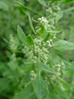 Chenopodiaceae Bitkisi (Ispanakgiller)