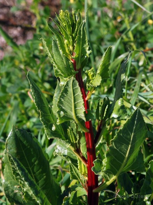 Chenopodiaceae Bitkisi (Ispanakgiller)