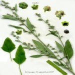 Chenopodium Album L. (Ak Kaz Ayağı, Ak Pazı, Sirken) Otu