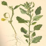 Chenopodium Album L. (Ak Kaz Ayağı, Ak Pazı, Sirken) Otu