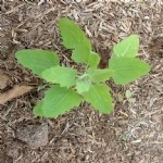 Chenopodium Album L. (Ak Kaz Ayağı, Ak Pazı, Sirken) Otu