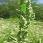 Chenopodium Album L. (Ak Kaz Ayağı, Ak Pazı, Sirken) Otu