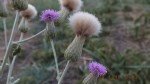 Cirsium Arvense (L.) Scop. (Köy Göçüren) Otu