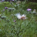 Cirsium Arvense (L.) Scop. (Köy Göçüren) Otu