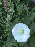 Convolvulus Bitkisi (Sarmaşık)