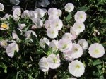 Convolvulus Arvensis L. (Tarla Sarmaşığı, Çit Sarmaşığı) Otu