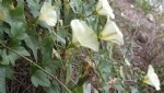 Convolvulus Arvensis L. (Tarla Sarmaşığı, Çit Sarmaşığı) Otu