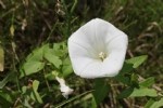 Convolvulus Arvensis L. (Tarla Sarmaşığı, Çit Sarmaşığı) Otu