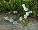 Convolvulus Arvensis L. (Tarla Sarmaşığı, Çit Sarmaşığı) Otu
