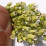 Conyza Canadensis (L.) Cronquist (Pire Otu, Şifa Otu) Otu