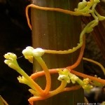 Küçük Tohumlu Yonca Küskütü (Cuscuta Approximata Bab.) Otu