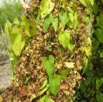 Büyük Küsküt, Cinsaçı (Cuscuta Europaea L.) Otu