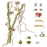 Büyük Küsküt, Cinsaçı (Cuscuta Europaea L.) Otu