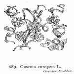 Büyük Küsküt, Cinsaçı (Cuscuta Europaea L.) Otu