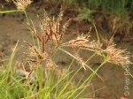 Cyperus Rotundus L. (Topalak)