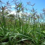 Cyperus Rotundus L. (Topalak)