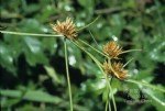 Cyperus Rotundus L. (Topalak)