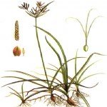 Cyperus Rotundus L. (Topalak)