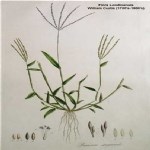 Digitaria Sanguinalis (L.) Scop. (Tüylü Şeytan Otu, Çatal Otu)