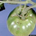 Domateste Bakteriyel Leke Hast. Belirtileri, Nedenleri Ve Mücadelesi