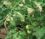 Domateste Bakteriyel Leke Hast. Belirtileri, Nedenleri Ve Mücadelesi