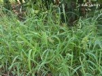 Echinochola Colonum (L.) Link (Benekli Darıcan)