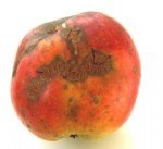 Elma Karaleke Hastalığı Belirtileri, Nedenleri Ve Mücadele Yöntemleri