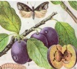 Erik İç Kurdu Nedir? Zararları Ve Mücadele Yöntemleri