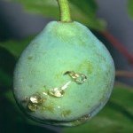 Erik İç Kurdu Nedir? Zararları Ve Mücadele Yöntemleri