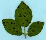 Erken Yanıklık Hastalığı Belirtileri, Nedenleri Ve Mücadele Yöntemleri