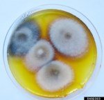 Erken Yanıklık Hastalığı Belirtileri, Nedenleri Ve Mücadele Yöntemleri