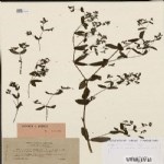 Euphorbia Nutans Lag. (Benekli Yatık Sütleğen) Otu Euphorbia Nutans Lag. (Benekli Yatık Sütleğen) Otu