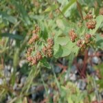 Euphorbia Nutans Lag. (Benekli Yatık Sütleğen) Otu Euphorbia Nutans Lag. (Benekli Yatık Sütleğen) Otu