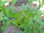 Euphorbia Nutans Lag. (Benekli Yatık Sütleğen) Otu Euphorbia Nutans Lag. (Benekli Yatık Sütleğen) Otu