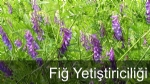 Fiğ Yetiştiriciliği Nasıl Yapılır?