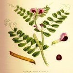 Fiğ Yetiştiriciliği Nasıl Yapılır? Fiğ Yetiştiriciliği Nasıl Yapılır?