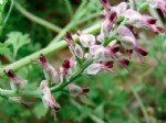 Fumaria Officinalis L. (Hakiki Şahtere) Otu