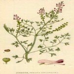 Fumaria Officinalis L. (Hakiki Şahtere) Otu