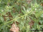 Galium Aparine L. (Yapışkan Otu, Dil Kanatan) Otu