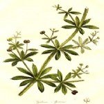 Galium Aparine L. (Yapışkan Otu, Dil Kanatan) Otu