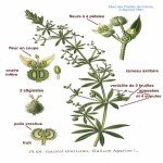 Galium Aparine L. (Yapışkan Otu, Dil Kanatan) Otu