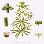 Galium Aparine L. (Yapışkan Otu, Dil Kanatan) Otu